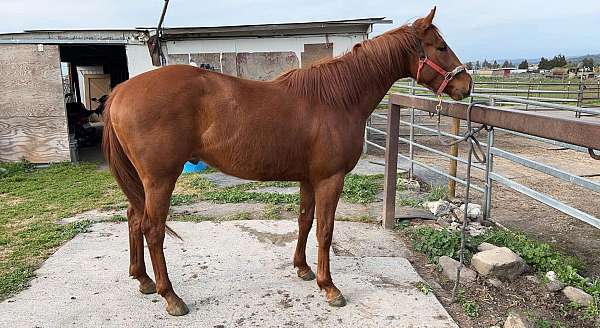 all-around-prospect-tennessee-walking-horse
