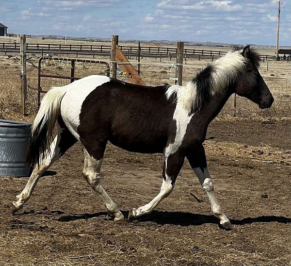 paint-pinto-horse