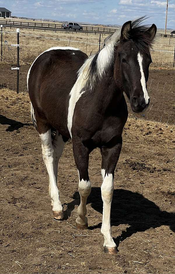 farrier-pinto-horse