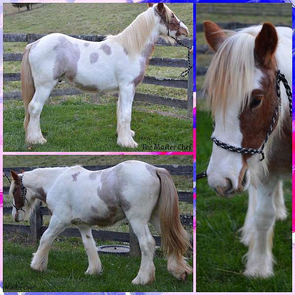 red-roan-silver-tobiano-horse