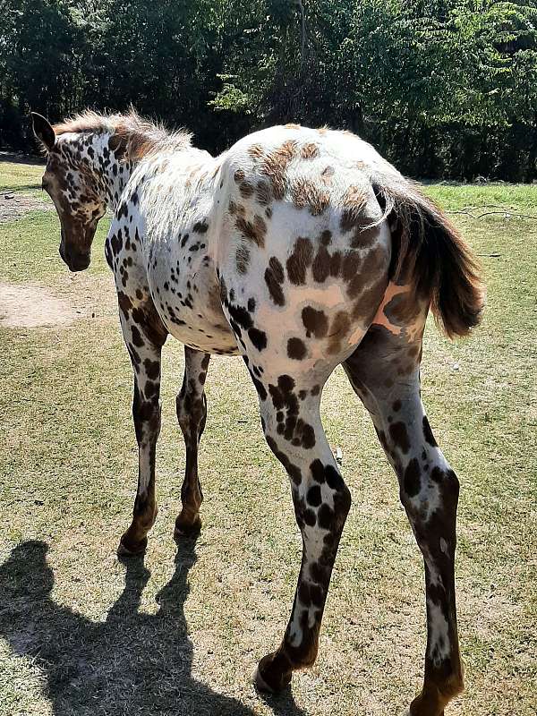 bay-white-with-spots-over-entire-body-horse