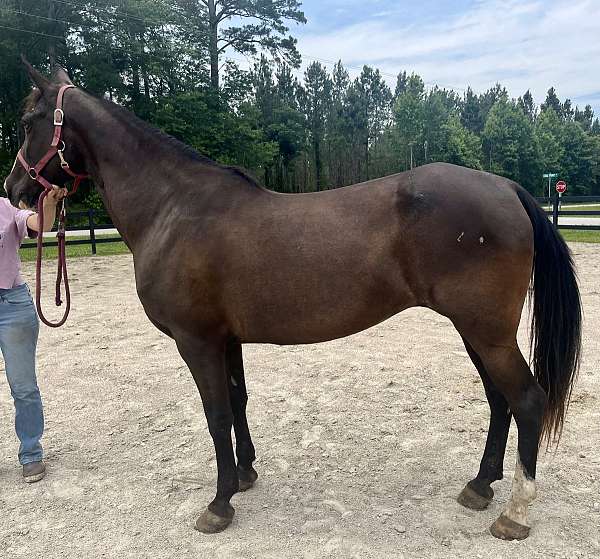 bay-tennessee-walking-mare