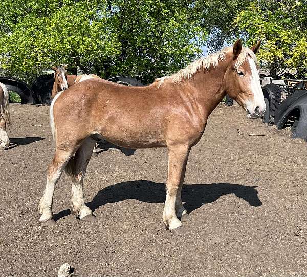 belgian-horse-for-sale