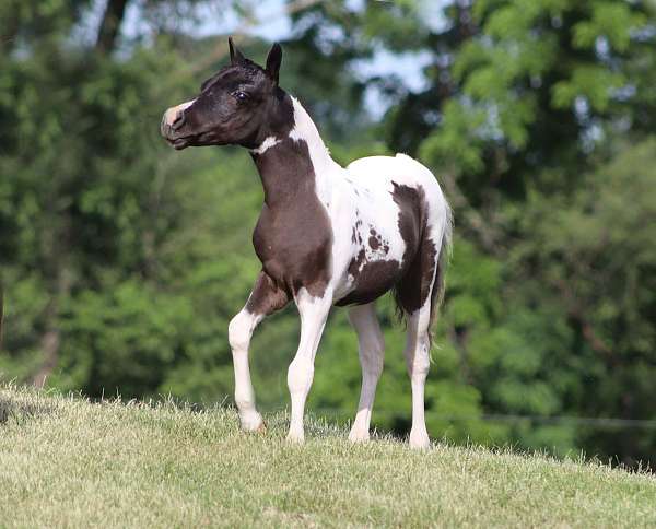 offspring-miniature-horse