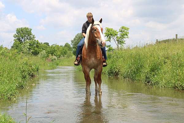 trail-riding-belgian-horse