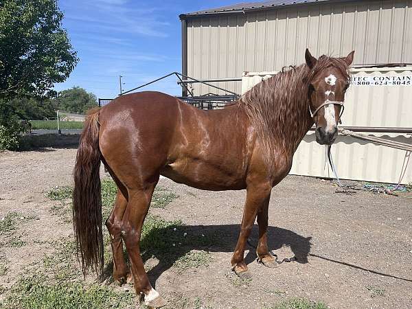 broodmare-for-sale-peruvian-paso-horse