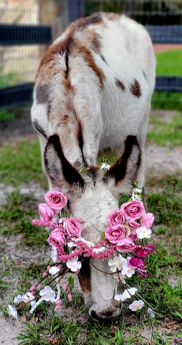 white-donkey-male