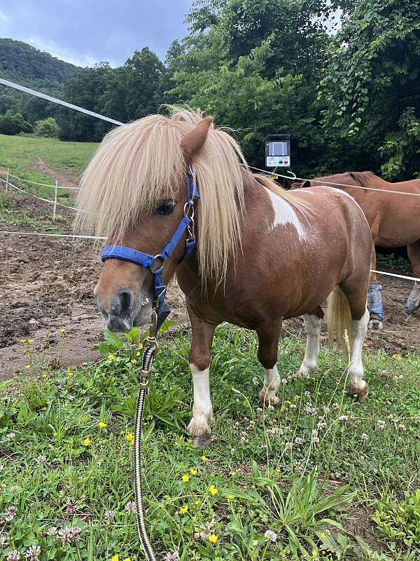 stallion-trained-miniature-pony