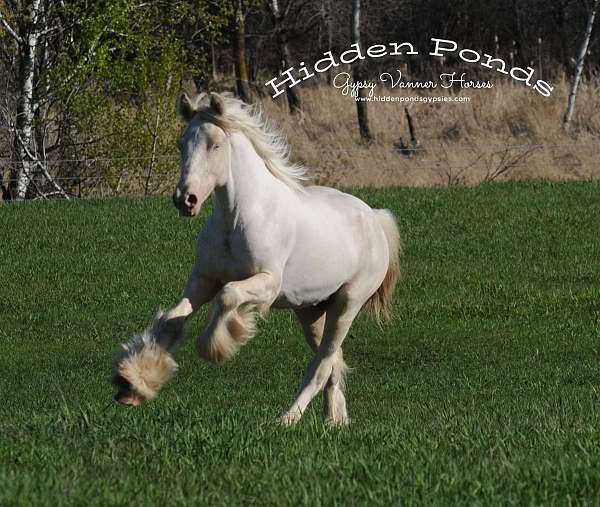 cremello-gypsy-vanner-foal