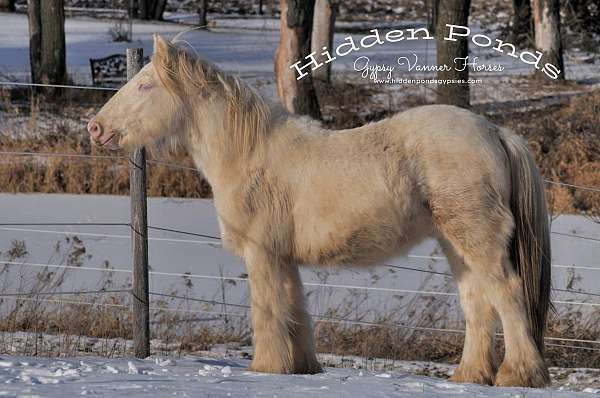 cremello-gypsy-vanner-foal