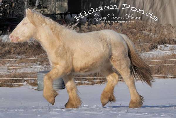 cream-gene-gypsy-vanner-horse