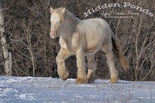 guaranteed-color-gypsy-vanner-horse