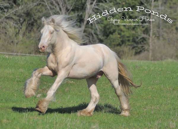 cremello-gypsy-vanner-foal