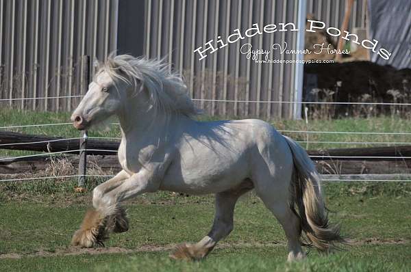 cream-gene-gypsy-vanner-horse