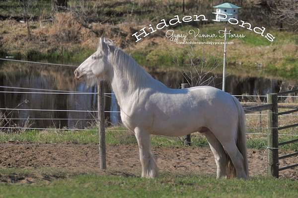 guaranteed-color-gypsy-vanner-horse