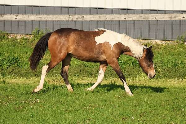 flashy-natural-horsemanship-training-chincoteague-pony