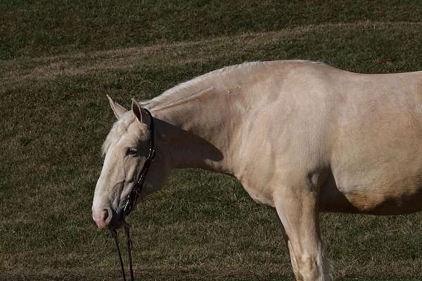 16-hand-american-cream-horse