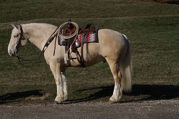 ridden-english-american-cream-draft-horse