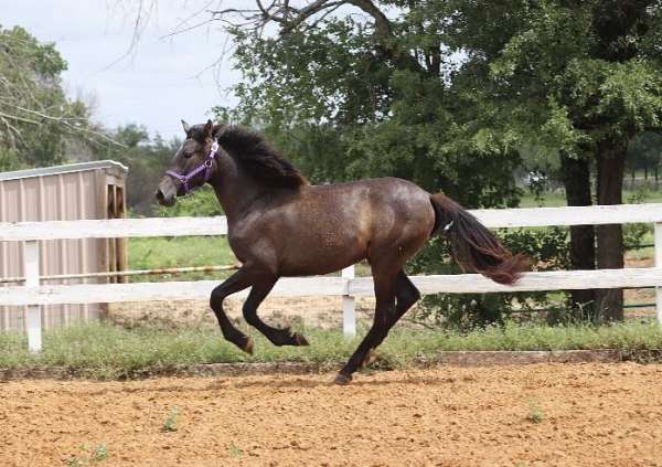 bridled-passion-farm-andalusian-horse