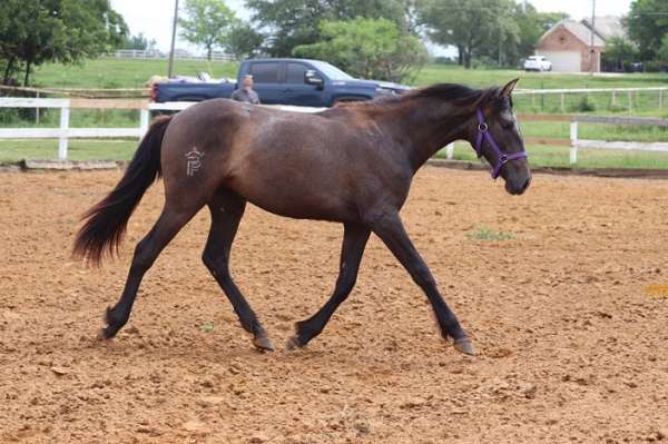 pre-andalusians-horse