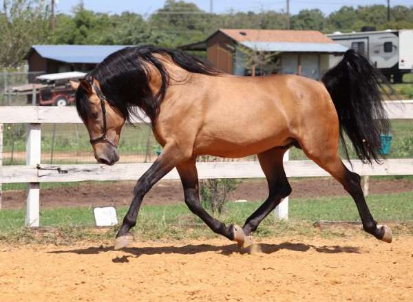 andalusians-horse