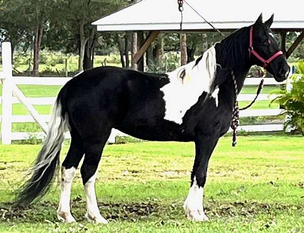 gaited-spotted-saddle-horse