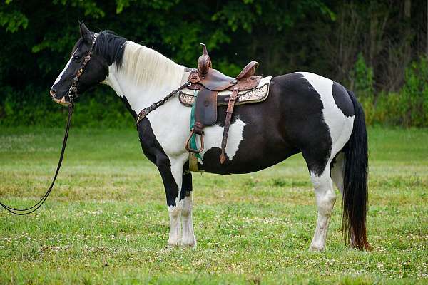 western-pleasur-draft-horse