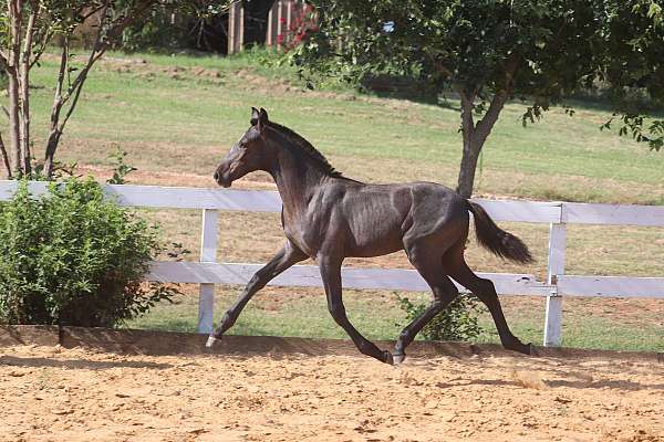 halter-prospect-andalusian-horse