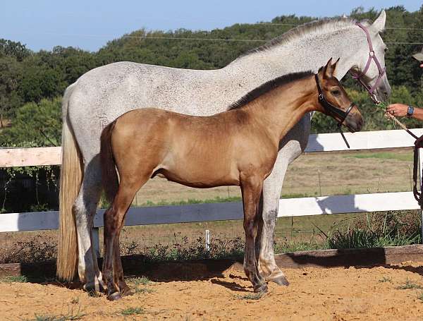 smokey-black-andalusian-for-sale