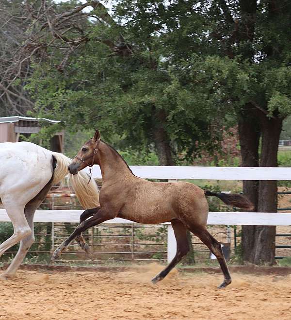 golden-palomino-andalusian-horse