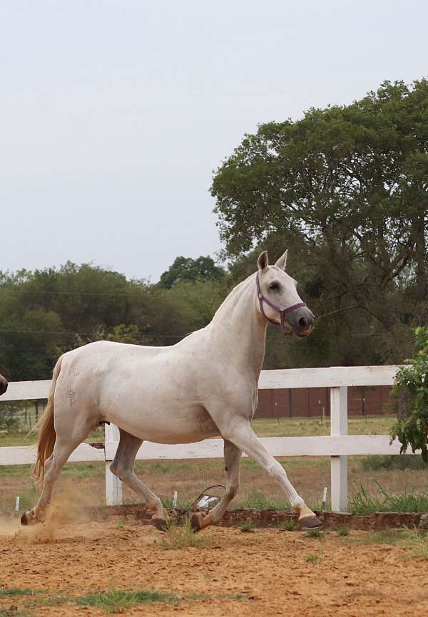 silver-andalusian-horse