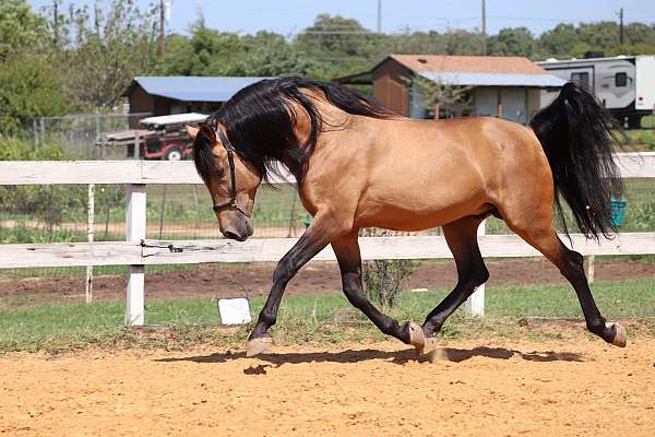 sweetie-andalusian-horse