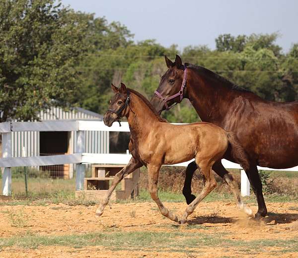 together-andalusian-horse