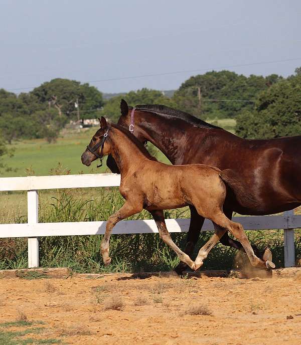 grand-prix-stallion-horse