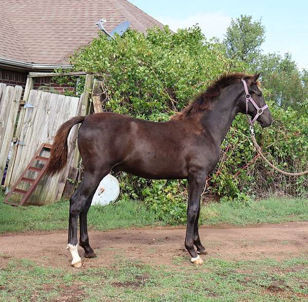 bridled-passion-farm-andalusian-horse