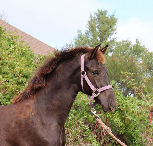 correct-conformation-andalusian-horse