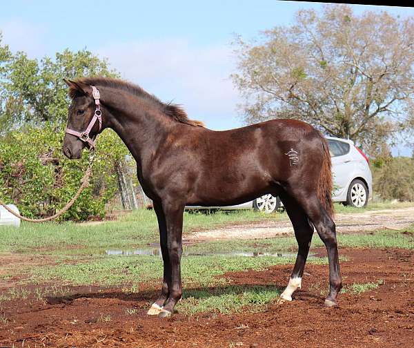 grand-prix-dressage-horse