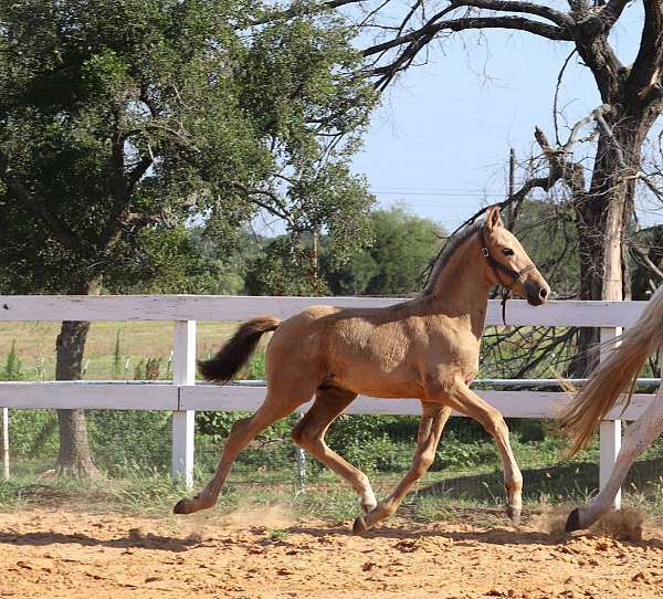 spanish-riding-school-horse