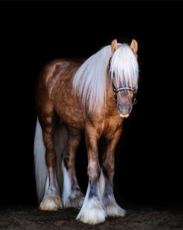 athletic-ability-gypsy-vanner-horse