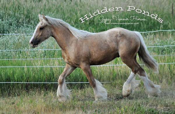 black-palomino-ghra-gvhs-colt