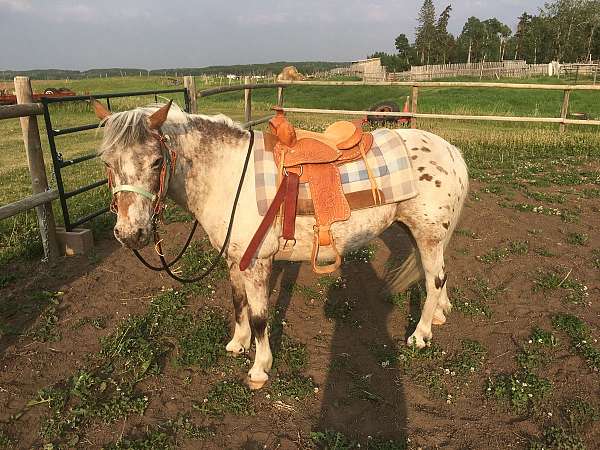 beginner-reining-appaloosa-pony