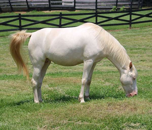 all-tennessee-walking-horse