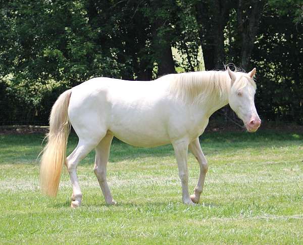 perlino-star-horse