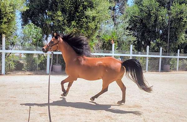 arabian-gelding