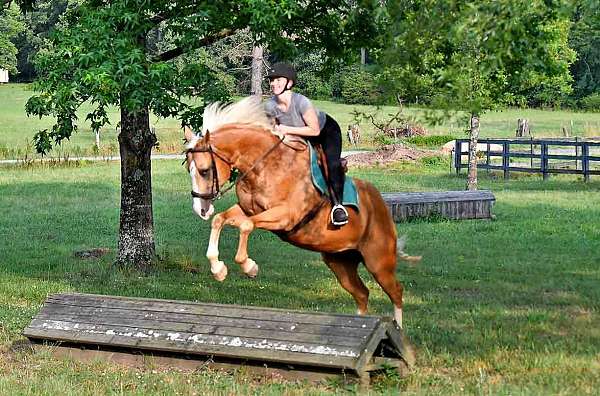 palomino-natural-horsemanship-trainin-horse