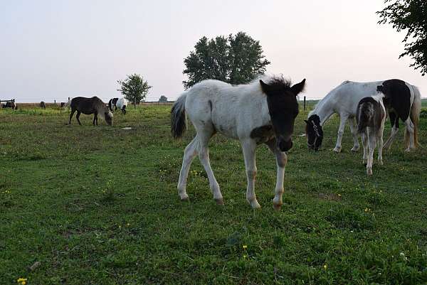 black-white-paint-filly-stallion