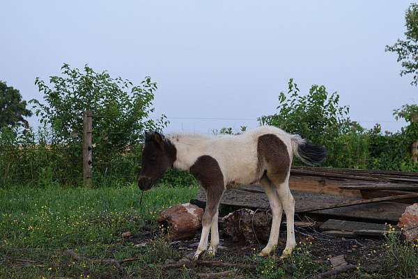 black-white-filly-stallion-for-sale