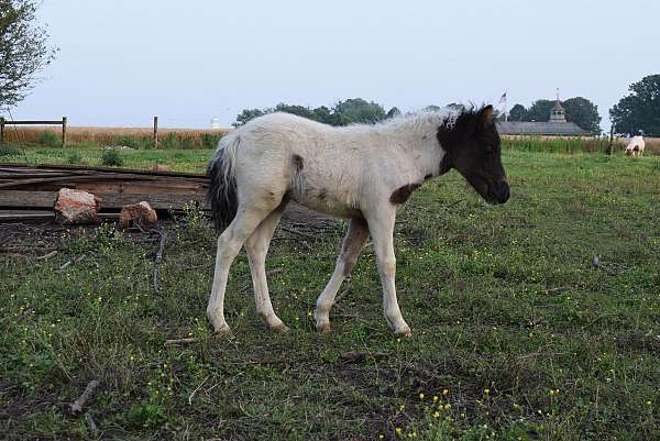 black-white-filly-stallion