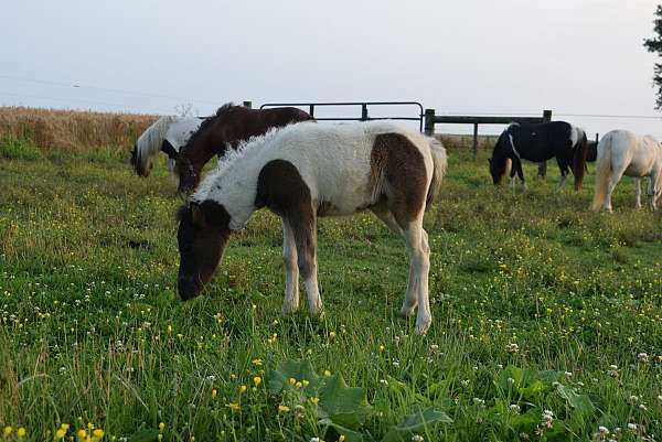 companion-miniature-horse