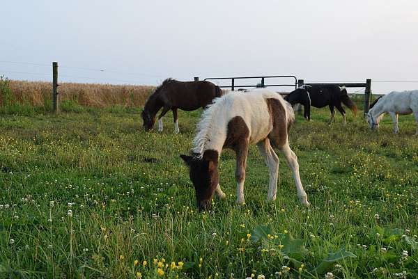 flashy-miniature-horse